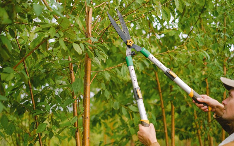 Tree trimming in Soap Lake, WA